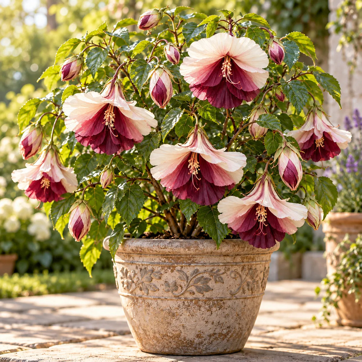 🌺Chinese Lantern Hibiscus Bulbs—featuring large, ruffled, downward-hanging blooms in 10 stunning colors!