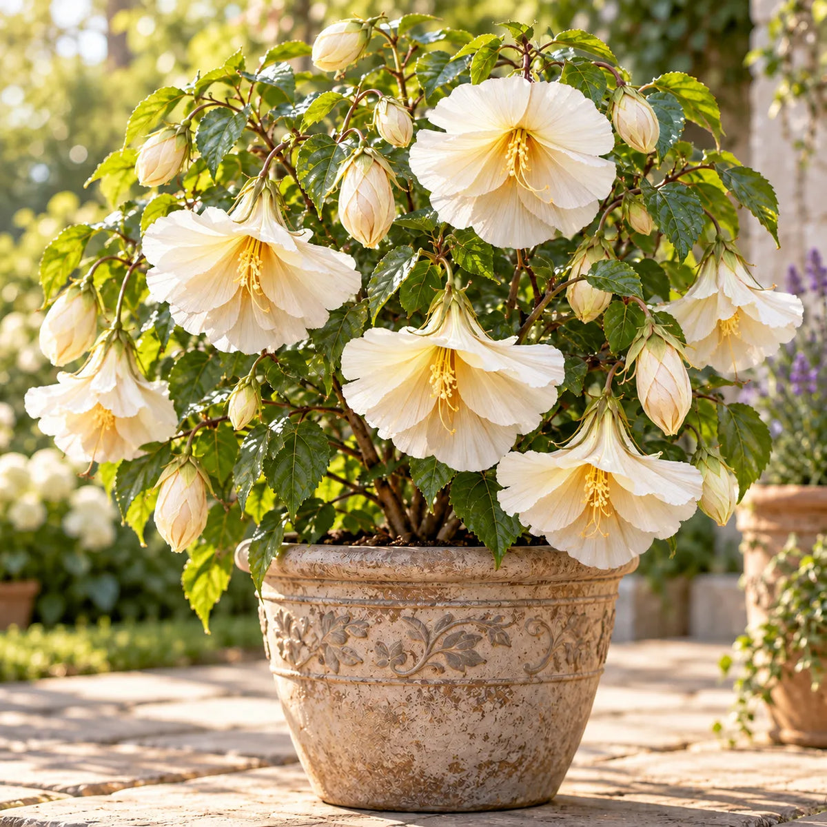 🌺Chinese Lantern Hibiscus Bulbs—featuring large, ruffled, downward-hanging blooms in 10 stunning colors!