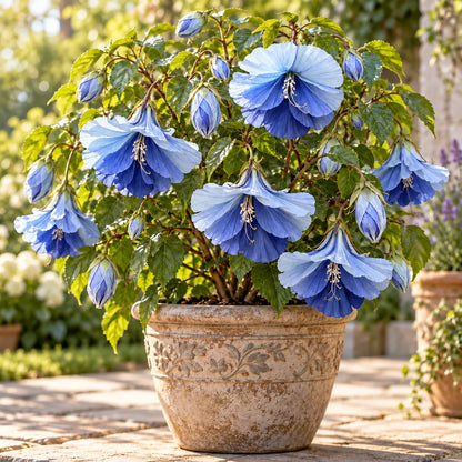 🌺Chinese Lantern Hibiscus Bulbs—featuring large, ruffled, downward-hanging blooms in 10 stunning colors!