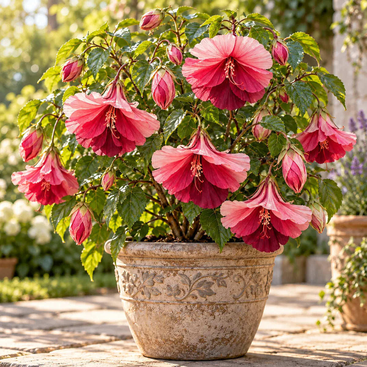 🌺Chinese Lantern Hibiscus Bulbs—featuring large, ruffled, downward-hanging blooms in 10 stunning colors!