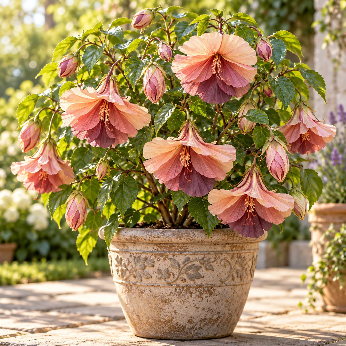 🌺Chinese Lantern Hibiscus Bulbs—featuring large, ruffled, downward-hanging blooms in 10 stunning colors!