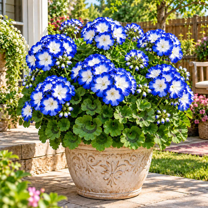 🌸Meaning of Good Luck🍀 Lucky Colorful Pelargonium Bulbs