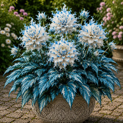 🌸 Variegated Dahlia Bulbs | Vibrant Mixed Color Flowers, Low Maintenance & Easy Planting