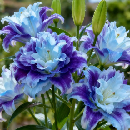 🌸 Double-Petaled Bicolor Lily Bulbs – Beautiful Blooms with Sweet Fragrance