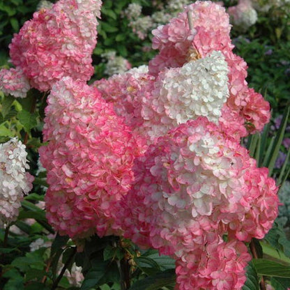 Hydrangea Seeds – Grow Full, Easy Blooms for Your Garden