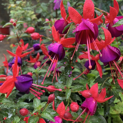 🌱Fuchsia Hybrida Voss bulbs –🌺Exotic Colorful Flowers That Thrive Easily！