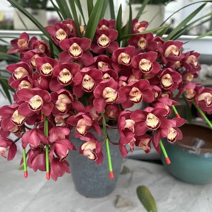 👑 The Queen of Orchids — Long-Lasting Cymbidium Bulbs