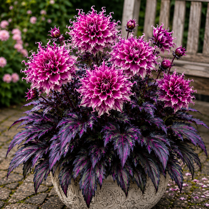 🌸 Variegated Dahlia Bulbs | Vibrant Mixed Color Flowers, Low Maintenance & Easy Planting