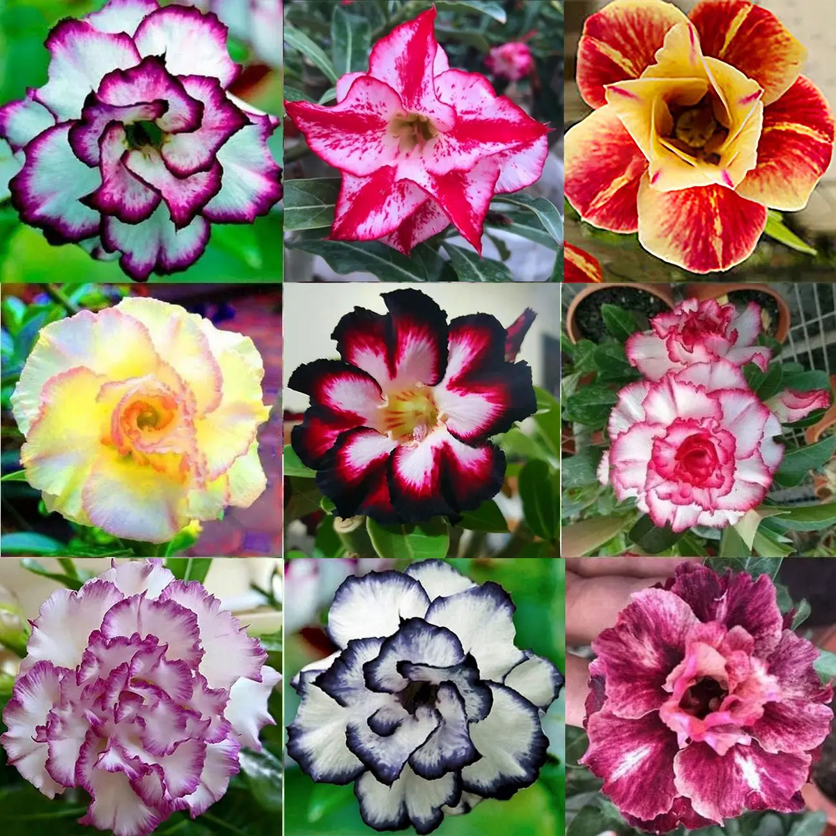 🏠🤗Desert Rose Bulbs💥Heat Resistant & Super Easy Care🌹🌵