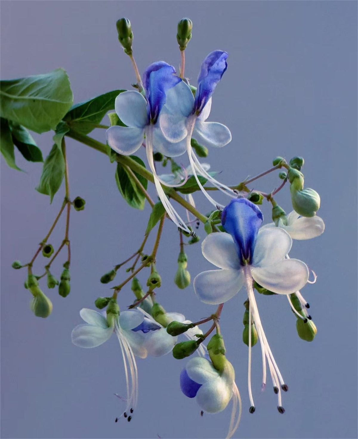 💙🦋Magical blue butterfly flowers that turn your garden into a dream
