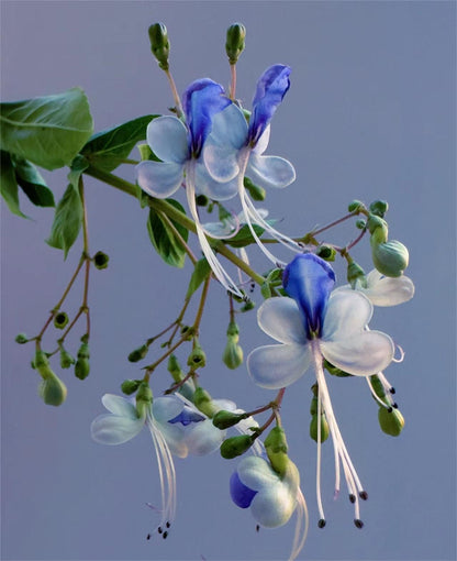 💙🦋Magical blue butterfly flowers that turn your garden into a dream