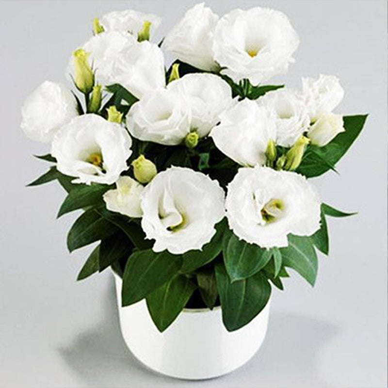 Eustoma / Lisianthus Grandiflorum Seeds - Thornless Rose-60% OFF
