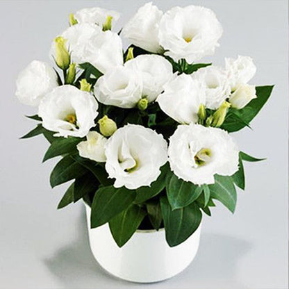 Eustoma / Lisianthus Grandiflorum Seeds - Thornless Rose-60% OFF