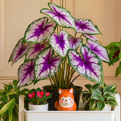 🌺Caladium Bulbs: The Easiest Way to Add Bold Color to Shady Spots