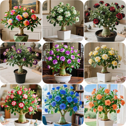 🏠💥Rare Desert Rose Bulbs🌵🌺Easy To Grow On Your Patio And Balcony At Home