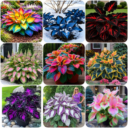 🔥Premium Hosta Seeds🌸Easy to Grow, Comes Back Every Year ✨ Perfect for Beginners