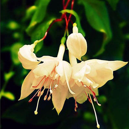 🧚🏼Fuchsia Flowers Seeds-Dancing Elf Bonsai