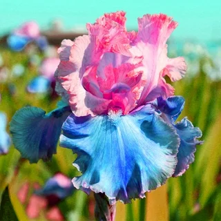 ⚜️Rare Iris Bulbs-Extremely Rare Iris Bulbs –🦋 Grow a Masterpiece