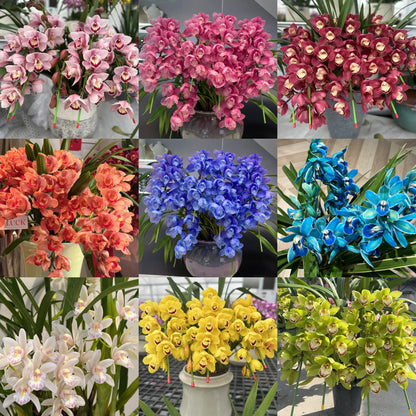 👑 The Queen of Orchids — Long-Lasting Cymbidium Bulbs