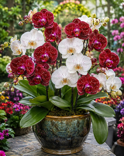 🌺Last Day 50% OFF🌸Rare Galaxy Orchid Bulb