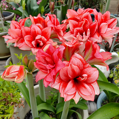 ꙳⋆🫧Giant Double-Flowered Amaryllis Bulbs – Spectacular Blooms This Season!🌼
