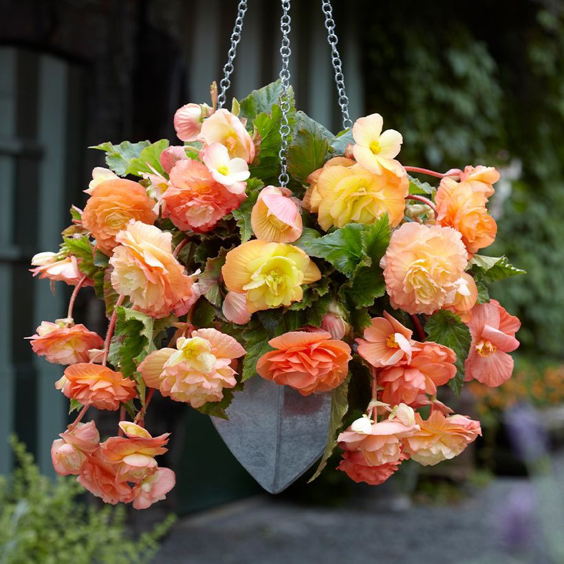 🌸🌸Colorful Weeping Crabapple Seeds | Elegant Cascading Garden Blooms