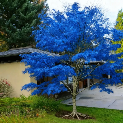 💙 Sapphire Maple Seeds 🌿 Grow Stunning Blue Foliage This Season