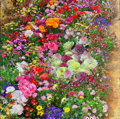 💝Mixed Perennial Flowers Seeds30- 60kinds mixed