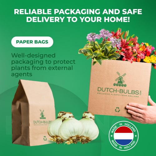 🏠🤗Desert Rose Bulbs💥Heat Resistant & Super Easy Care🌹🌵