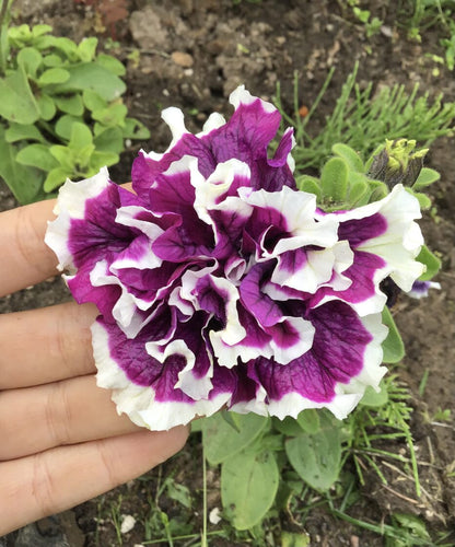 Double Pirouette Petunia Seeds (Red & Salmon) – Award-Winning Ruffled Bicolor Blooms for Hanging Baskets & Containers