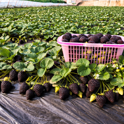 🍓Juicy Giant Black Diamond Strawberry, Grow Your Own Healthy Fruits