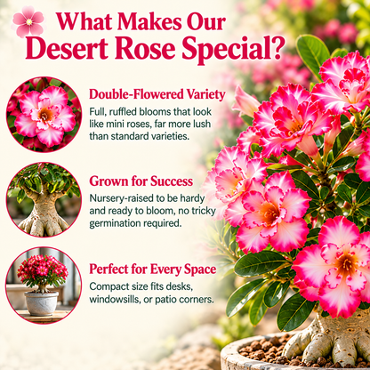 🌸Adenium Desert Rose -No green thumb needed! 🌵 Rare Adenium Obesum Bulbs🌹