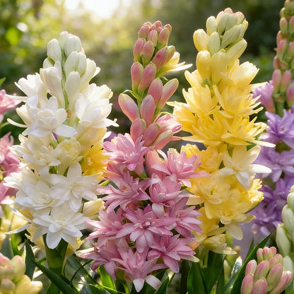 🌺 Double Perfume Tuberose Bulbs — Fill Your Nights With Sweet Fragrance 🌙✨