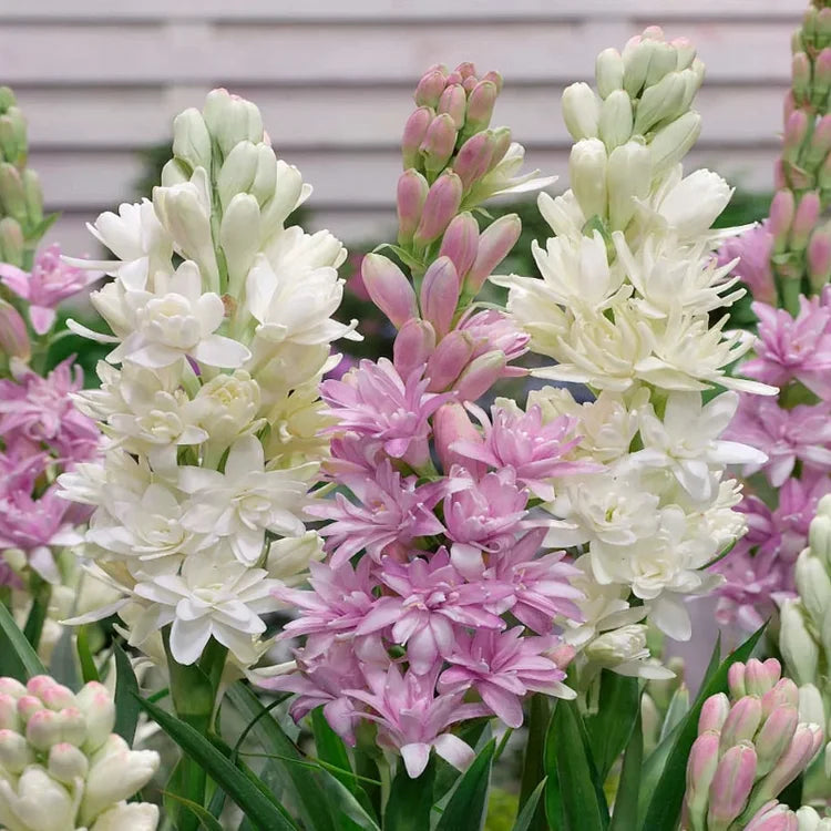 🌺 Double Perfume Tuberose Bulbs — Fill Your Nights With Sweet Fragrance 🌙✨