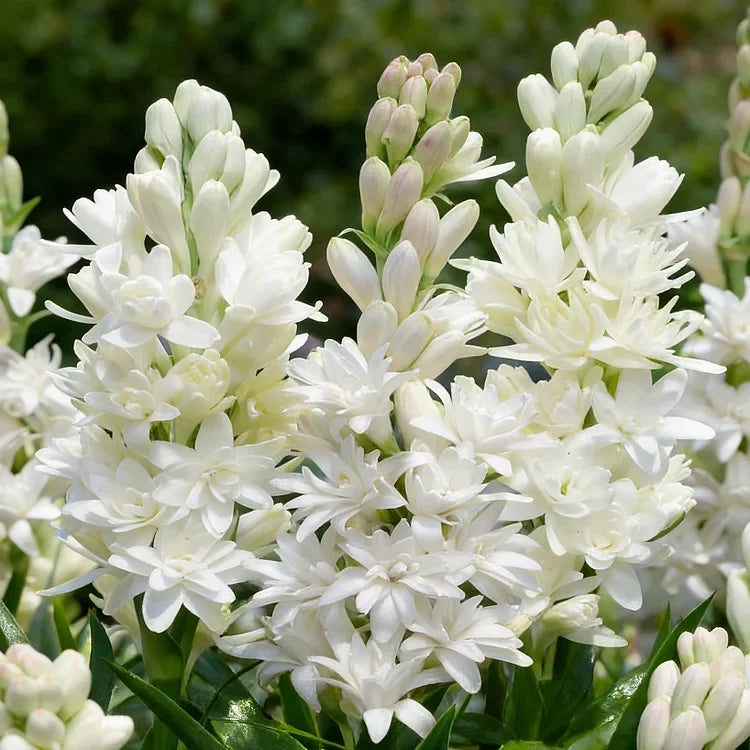 🌺 Double Perfume Tuberose Bulbs — Fill Your Nights With Sweet Fragrance 🌙✨
