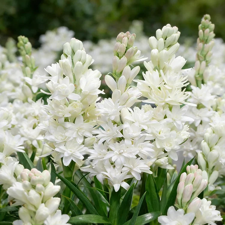 🌺 Double Perfume Tuberose Bulbs — Fill Your Nights With Sweet Fragrance 🌙✨