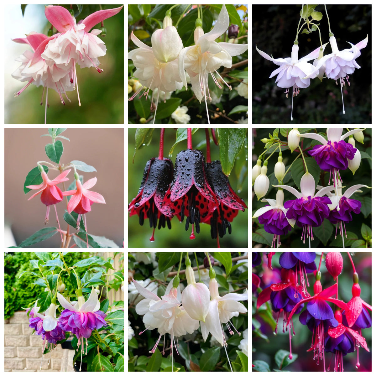 🌱Fuchsia Hybrida Voss bulbs –🌺Exotic Colorful Flowers That Thrive Easily！
