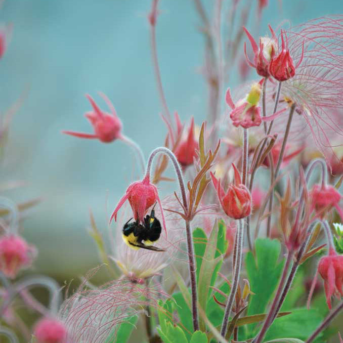 ˃̶͈🍧˂̶͈ Prairie Smoke Flower Seeds🌿Sweet Plants