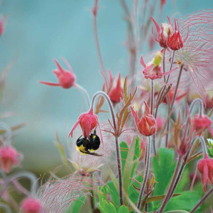 ˃̶͈🍧˂̶͈ Prairie Smoke Flower Seeds🌿Sweet Plants
