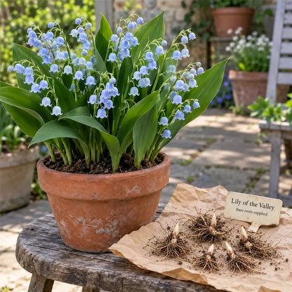 💐 Lily of the Valley Bulbs – Fragrant Shade-Loving Perennial for Cottage Gardens
