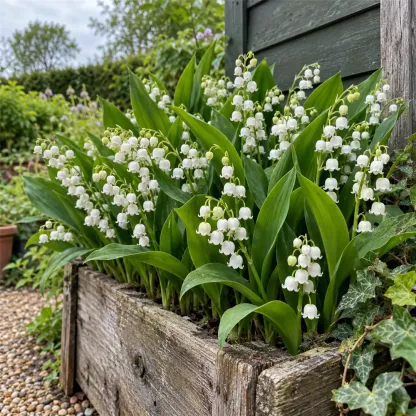 💐 Lily of the Valley Bulbs – Fragrant Shade-Loving Perennial for Cottage Gardens