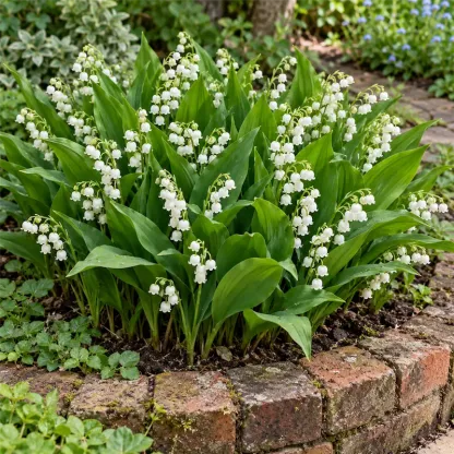 💐 Lily of the Valley Bulbs – Fragrant Shade-Loving Perennial for Cottage Gardens