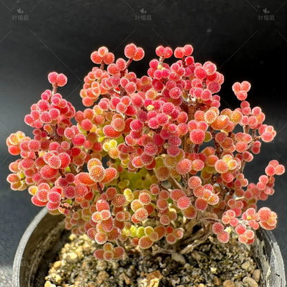 🌱🍬Sweet Citrus Succulent Seeds | Unique Candy-Like Mini Plants🌸