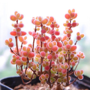 🌱🍬Sweet Citrus Succulent Seeds | Unique Candy-Like Mini Plants🌸