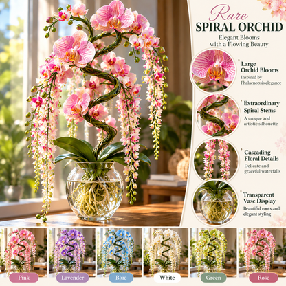 🌸 Rare Hydroponic Spiral Orchid Bulbs – Cascading Orchid Blooms