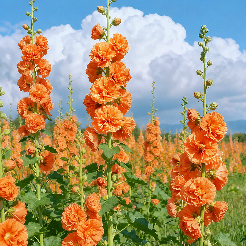 🌸 Hollyhock Seeds 🌱 Easy to Grow, Towering Blooms All Season