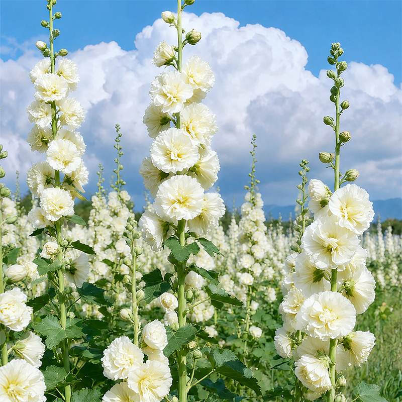 🌸 Hollyhock Seeds 🌱 Easy to Grow, Towering Blooms All Season
