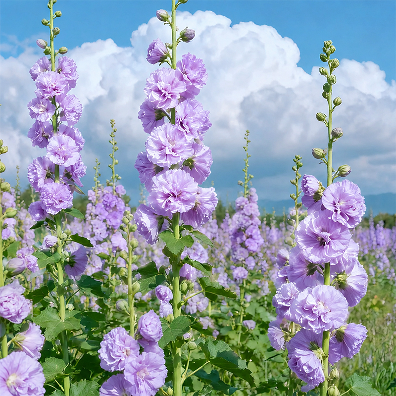 🌸 Hollyhock Seeds 🌱 Easy to Grow, Towering Blooms All Season