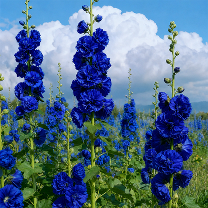 🌸 Hollyhock Seeds 🌱 Easy to Grow, Towering Blooms All Season