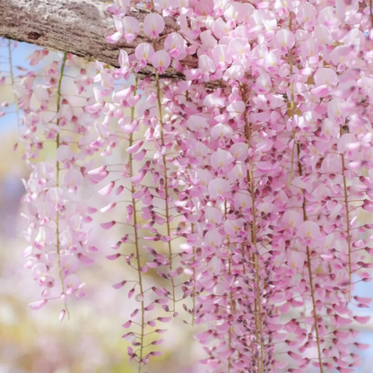 𖧧 🪻Wisteria - The Garden’s Cascading Beauty All Year Round